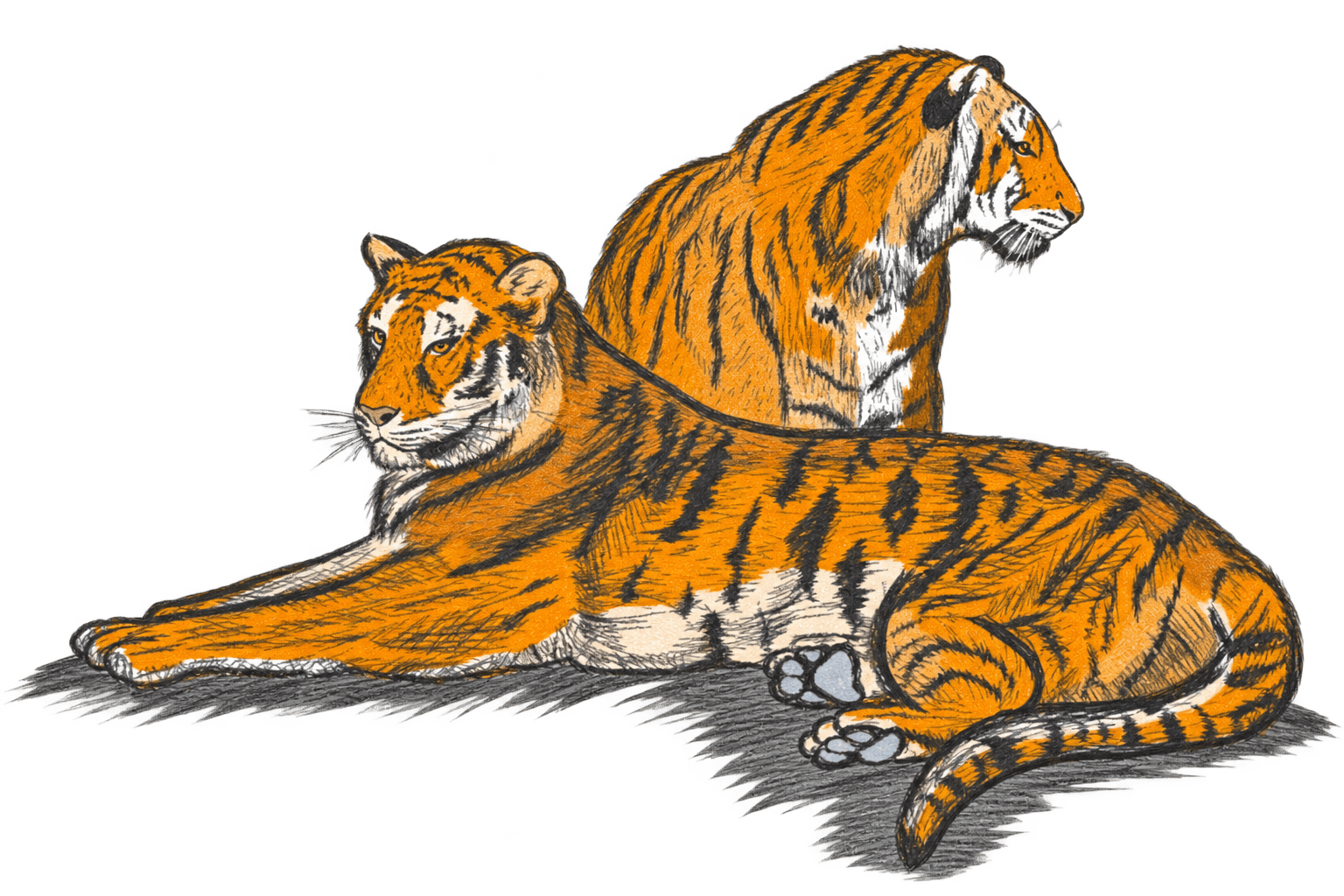Two tigers illustrated with fine linework and orange colour
