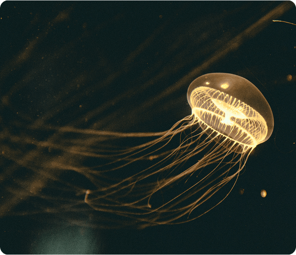 Meduzza Brand Elements