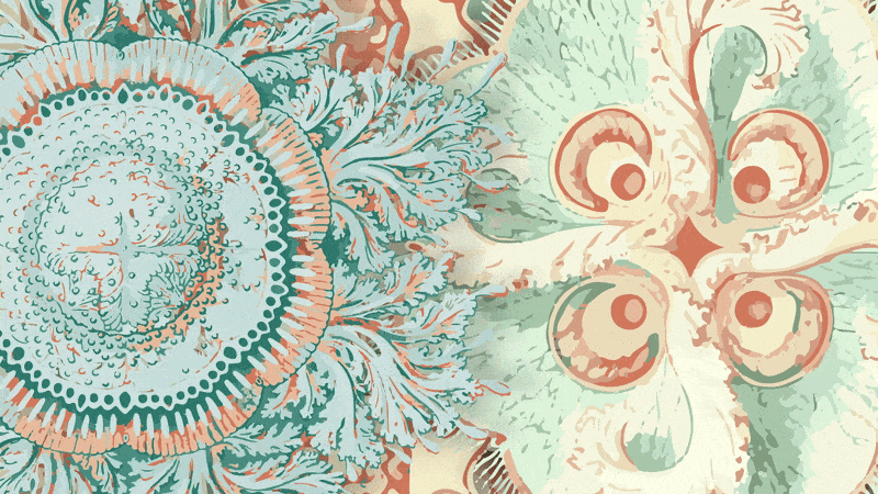 Meduzza Brand Elements - Typography and Patterns